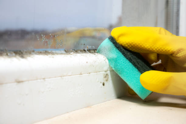 Professional Mold Removal in Oakley, CA